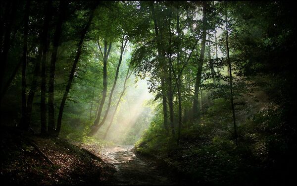 Cărare prin natură, cu copaci și lumină blândă